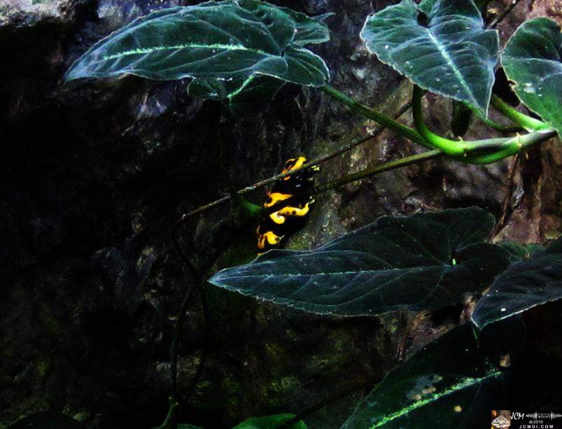Como Zoo conservatory, MN poison dart frogs